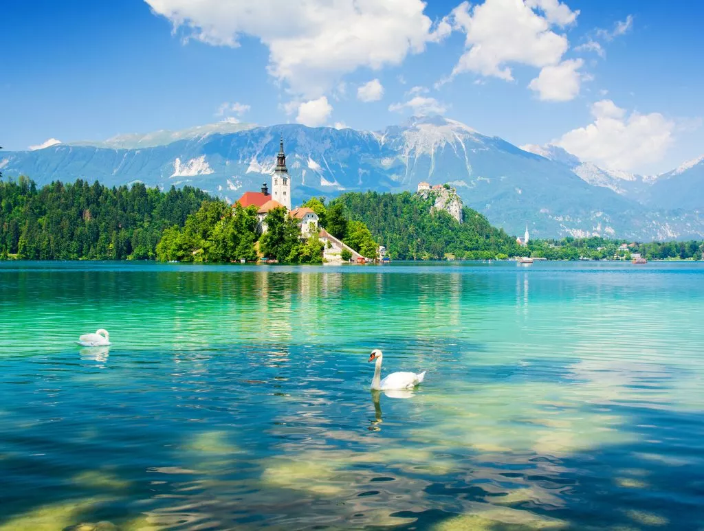 bled swans